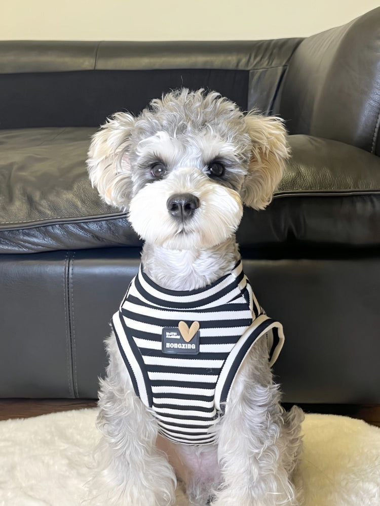 Small dog wearing a black and white striped tank top with a heart accent.