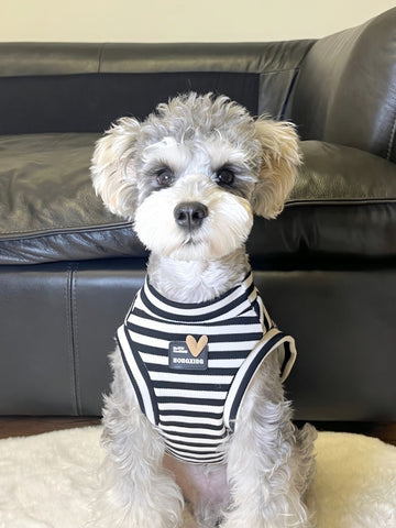 Small dog wearing a black and white striped tank top with a heart accent.