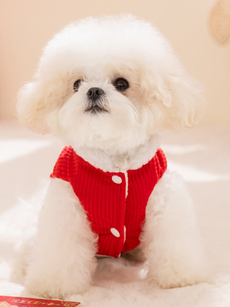 Small white dog wearing a red corduroy dog vest with white buttons and faux fur trim.