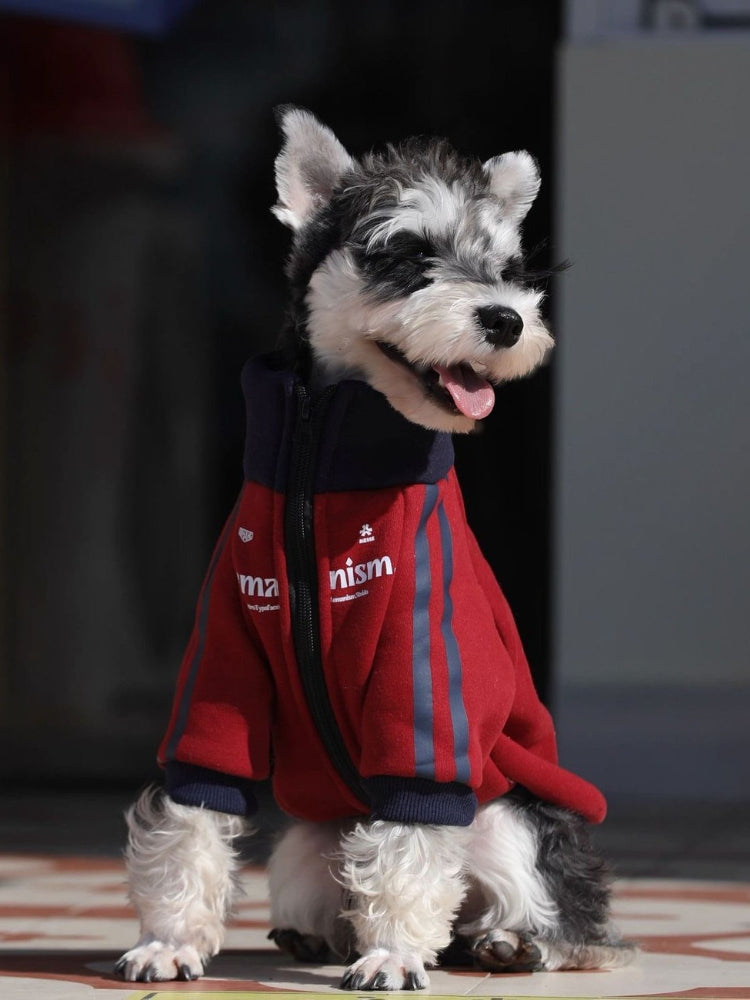 Mini Schnauzer wearing a red dog jacket with navy blue trim and stripes.