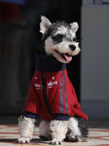 Mini Schnauzer wearing a red dog jacket with navy blue trim and stripes.