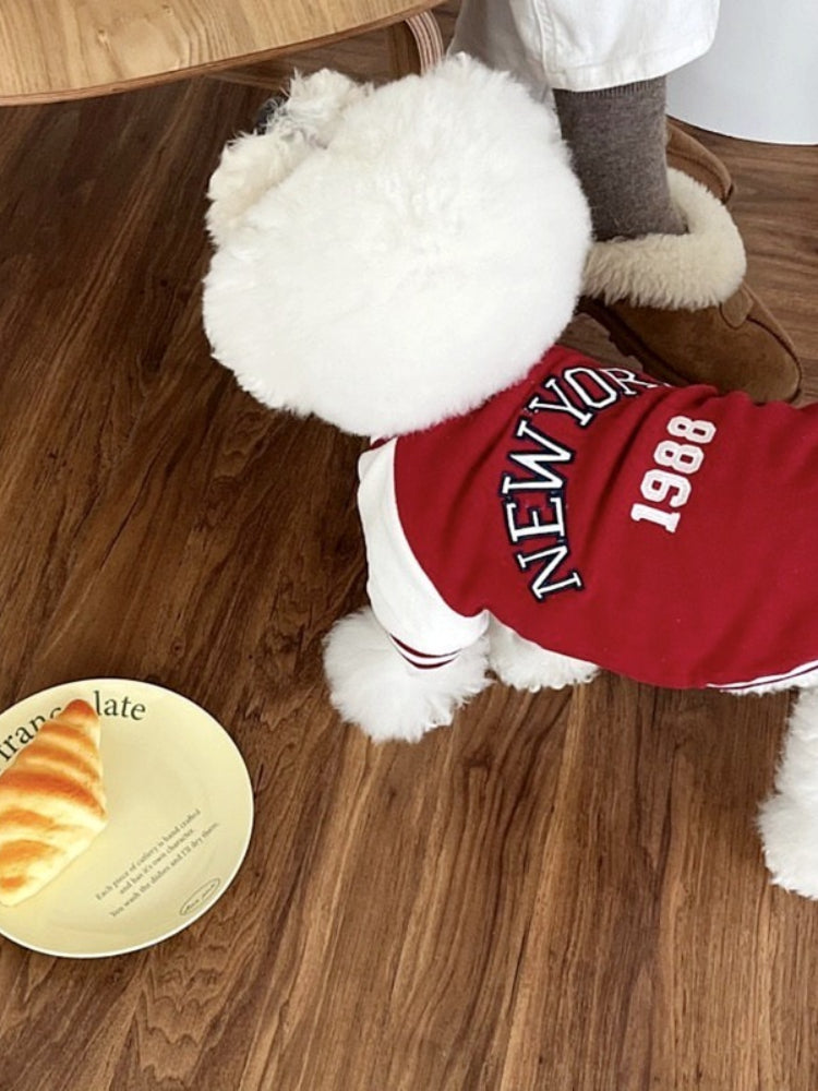 A white Bichon Frise dog wearing a red and white "New York 1988" varsity jacket.