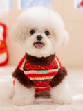 Close-up of a white Bichon Frise dog wearing a red, green, and white striped knit sweater with a green label.