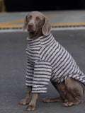 Weimaraner dog sitting down wearing a grey and black striped pet sweater