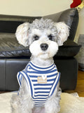 Small dog wearing a blue and white striped tank top, facing forward.