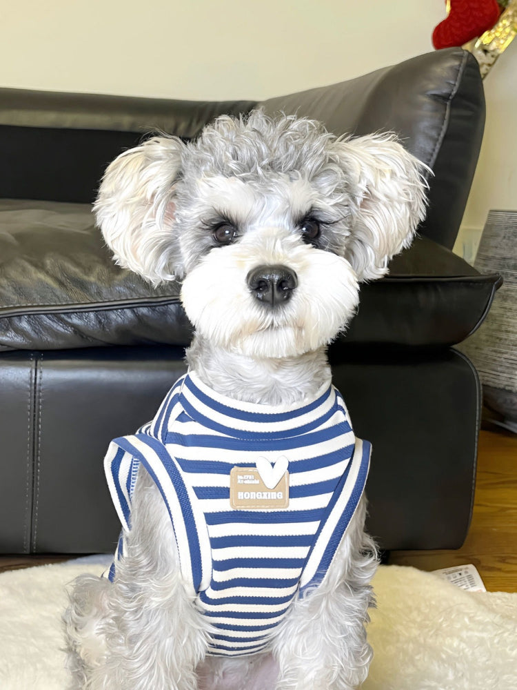 Small dog wearing a blue and white striped tank top, facing forward.