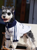 Mini Schnauzer standing in a light gray dog jacket with navy blue trim and stripes.