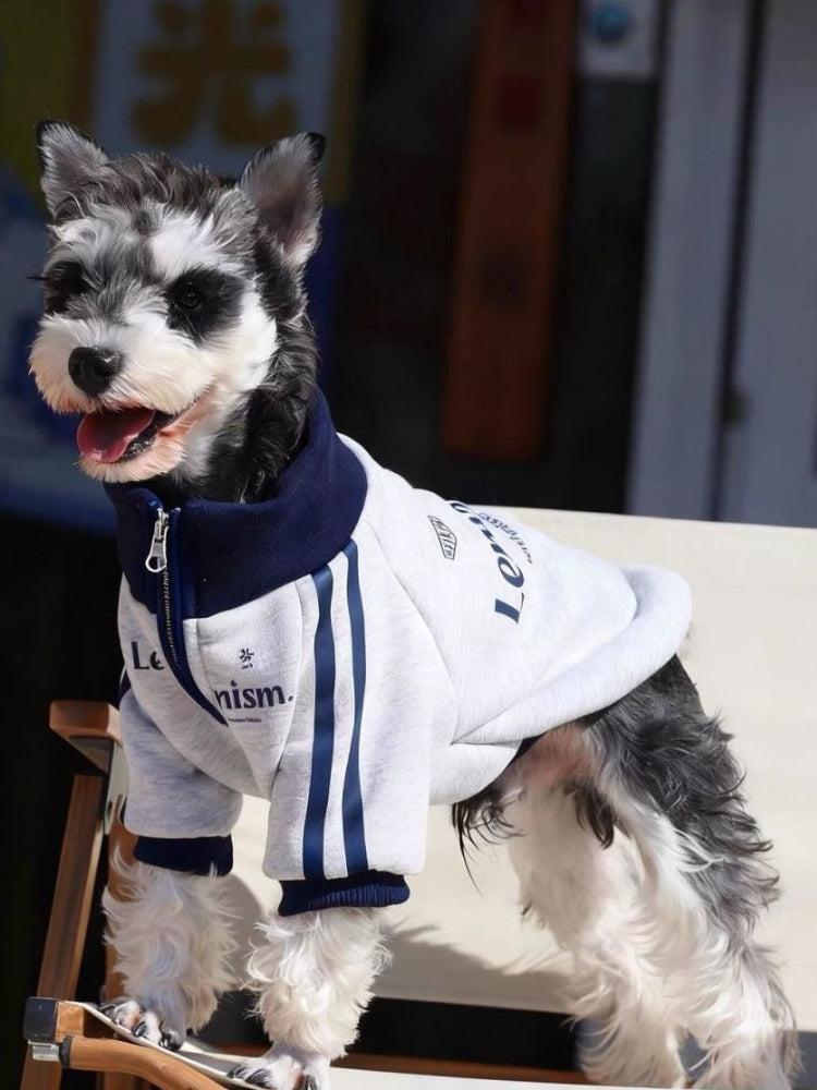 Mini Schnauzer standing in a light gray dog jacket with navy blue trim and stripes.